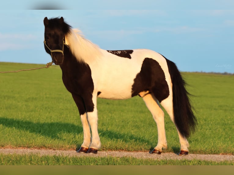 Islandshäst Valack 11 år 140 cm Pinto in Straßwalchen