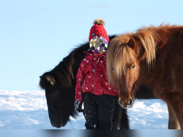 Islandshäst Valack 12 år 136 cm fux in Bad Arolsen