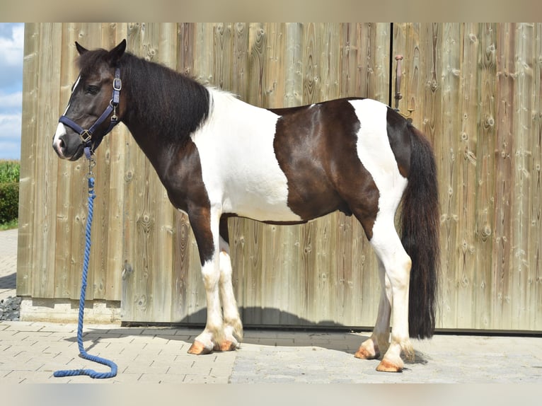 Islandshäst Blandning Valack 12 år 136 cm Pinto in Pappenheim - Ochsenhart