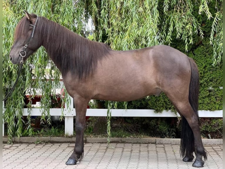 Islandshäst Valack 12 år 137 cm Svart in Lochen am See