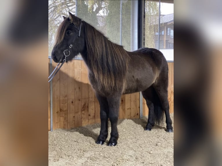 Islandshäst Valack 12 år 137 cm Svart in Lochen am See