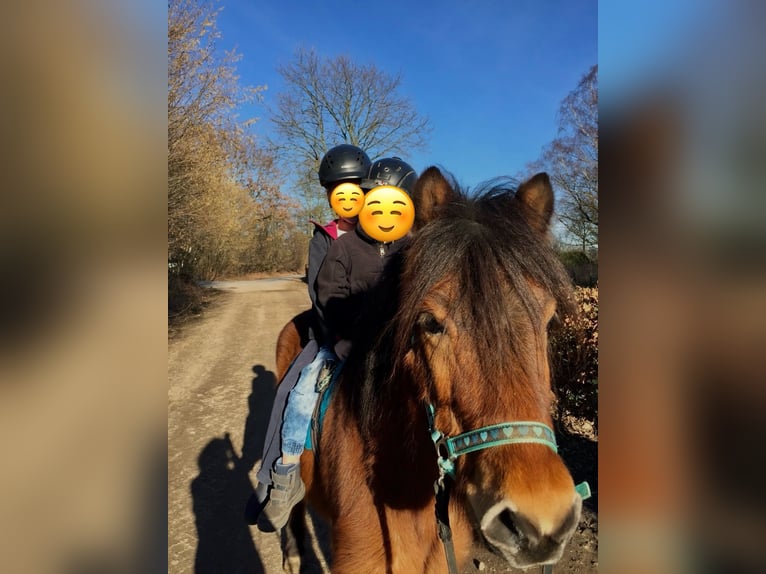 Islandshäst Valack 13 år 139 cm Brun in Stapelfeld