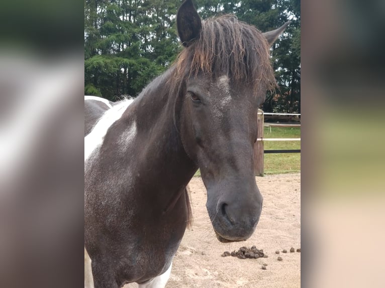 Islandshäst Valack 13 år 140 cm Pinto in Borstel