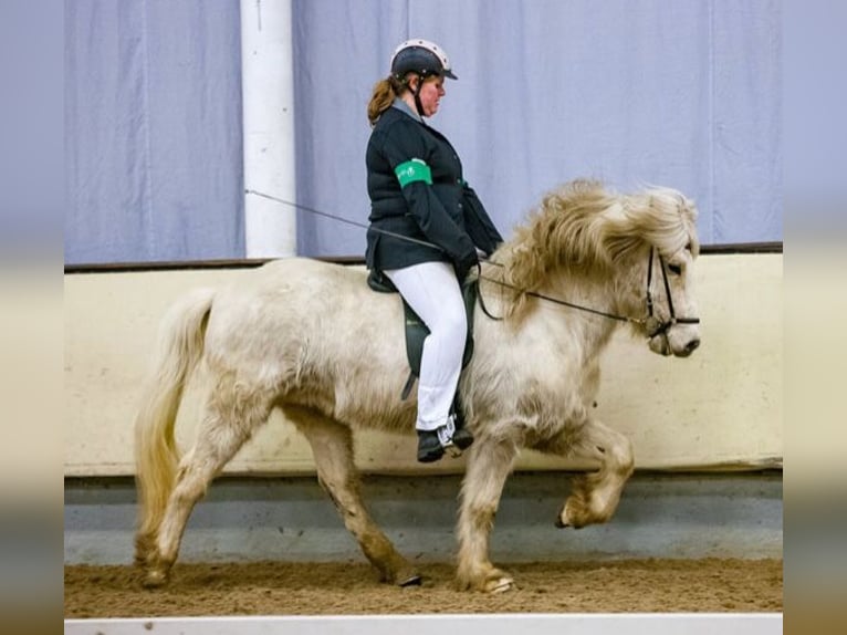 Islandshäst Valack 15 år 140 cm Vit in Vreden