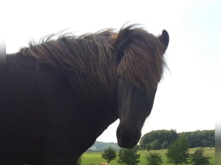 Islandshäst Valack 15 år Rökfärgad svart in Siegen