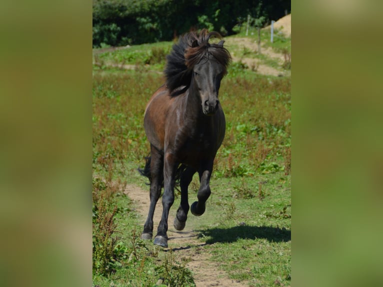 Islandshäst Valack 15 år Rökfärgad svart in Siegen