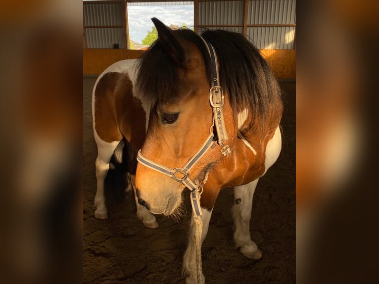 Islandshäst Valack 20 år 140 cm Pinto in Otterndorf