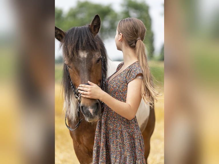 Islandshäst Valack 20 år 140 cm Pinto in Otterndorf