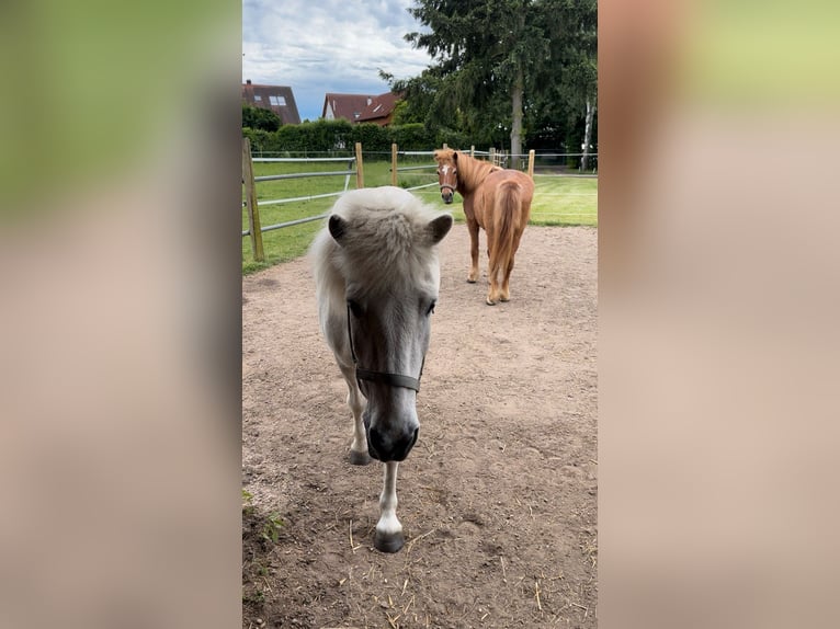 Islandshäst Valack 23 år Grå in Hambrücken