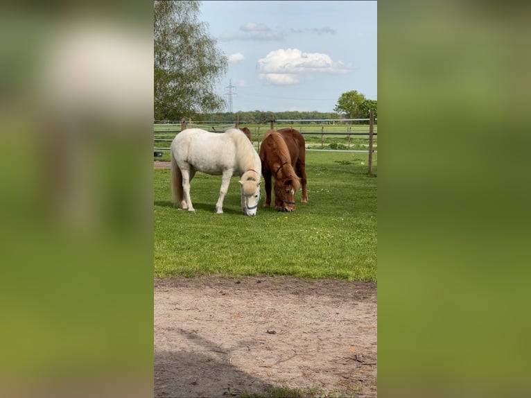 Islandshäst Valack 23 år Grå in Hambrücken