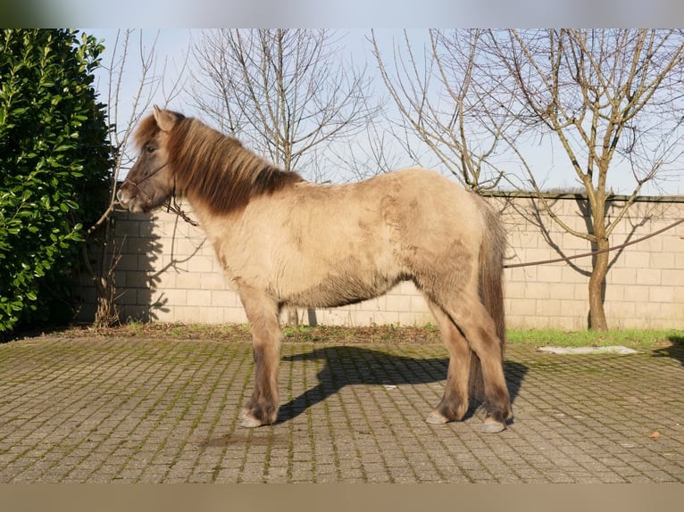Islandshäst Valack 2 år 139 cm Black in Kranenburg