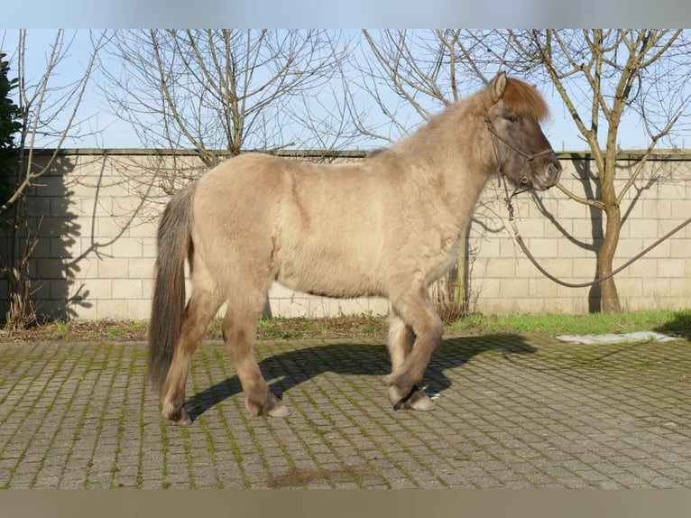 Islandshäst Valack 2 år 139 cm Black in Kranenburg
