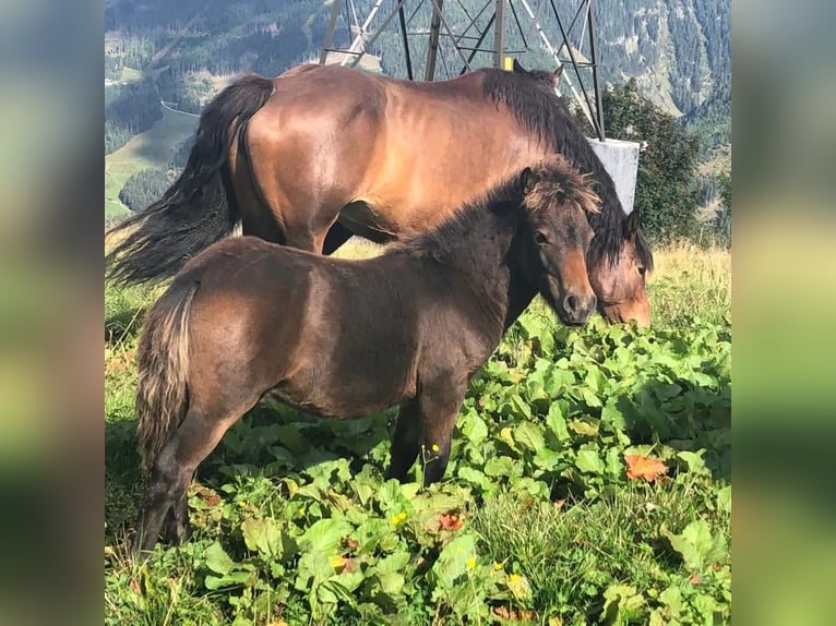 Islandshäst Blandning Valack 2 år Mörkbrun in Altusried