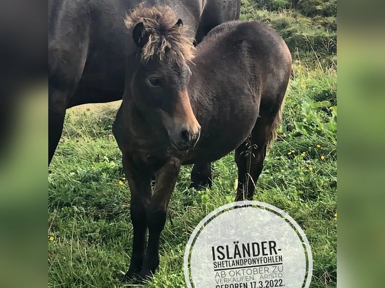Islandshäst Blandning Valack 2 år Mörkbrun in Altusried