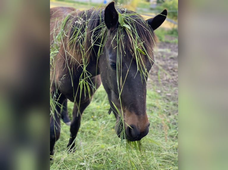 Islandshäst Blandning Valack 3 år 130 cm Svart in Calw