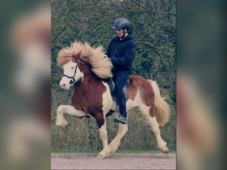 Islandshäst Valack 3 år fux in Geldern