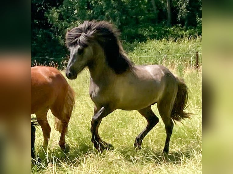 Islandshäst Valack 3 år Grå-mörk-brun in Bornem