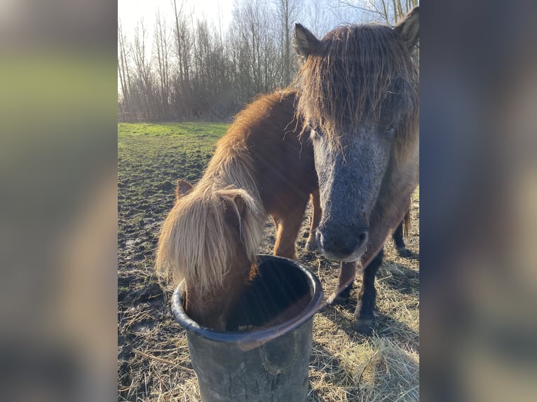 Islandshäst Valack 3 år Grå-mörk-brun in Bornem