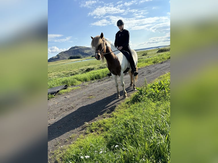 Islandshäst Valack 4 år 136 cm Overo-skäck-alla-färger in Selfoss