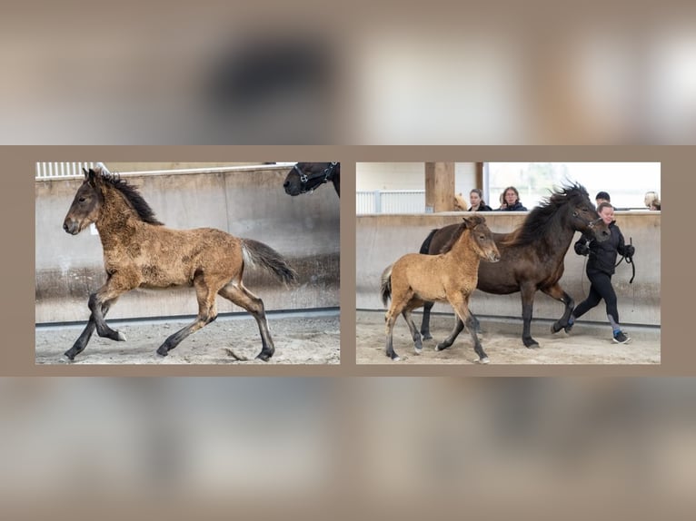 Islandshäst Valack 4 år 140 cm Brun in Zweibrücken