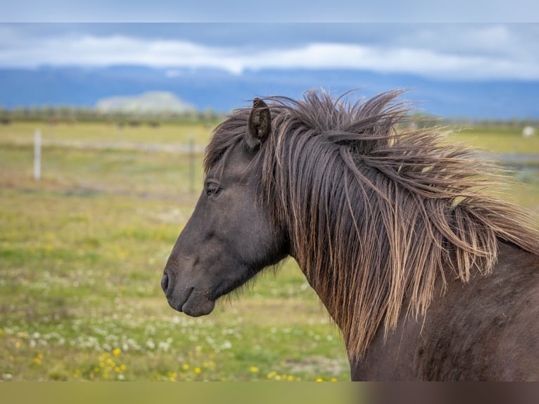 Islandshäst Valack 4 år 144 cm Svart in Hvolsvöllur