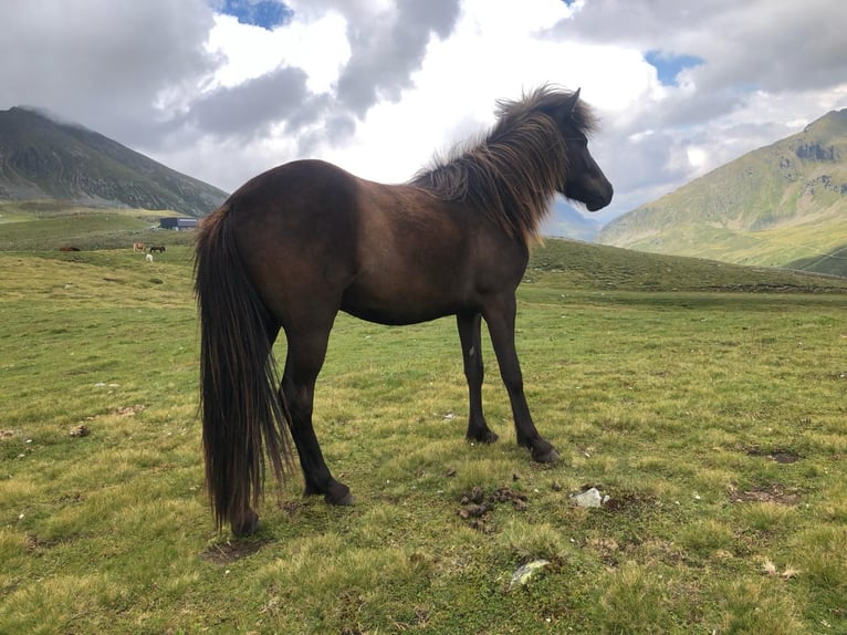 Islandshäst Valack 4 år Svart in Haiming