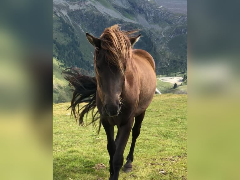 Islandshäst Valack 4 år Svart in Haiming