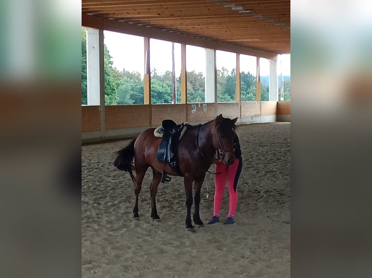 Islandshäst Valack 5 år 133 cm Mörkbrun in Gschwendt