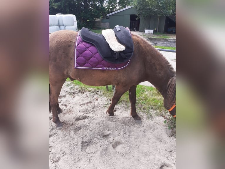 Islandshäst Valack 5 år 135 cm Rökfärgad svart in Nottfeld