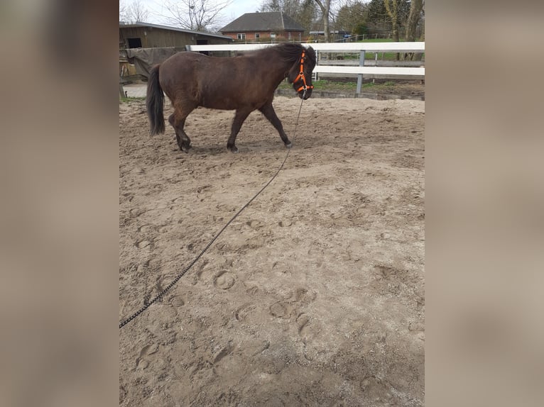 Islandshäst Valack 5 år 135 cm Rökfärgad svart in Nottfeld