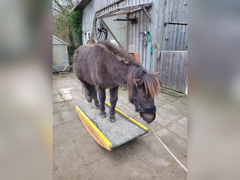 Islandshäst Valack 5 år 135 cm Rökfärgad svart in Nottfeld