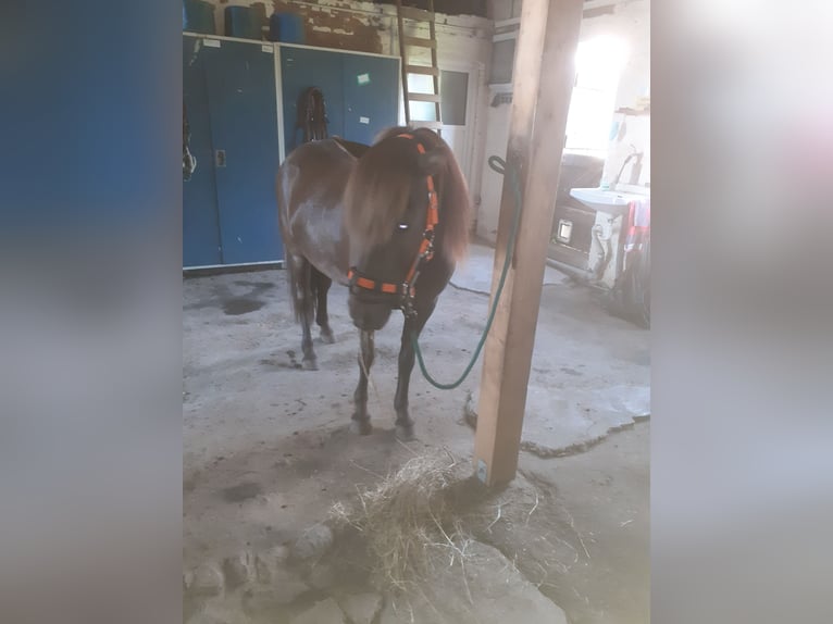 Islandshäst Valack 5 år 135 cm Rökfärgad svart in Nottfeld