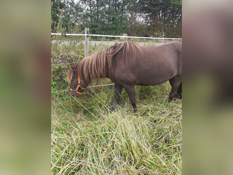 Islandshäst Valack 5 år 135 cm Rökfärgad svart in Nottfeld