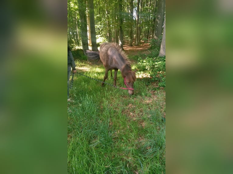 Islandshäst Valack 5 år 135 cm Rökfärgad svart in Nottfeld