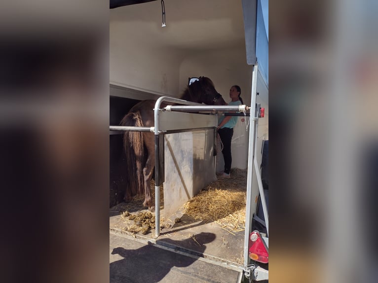 Islandshäst Valack 5 år 135 cm Rökfärgad svart in Nottfeld