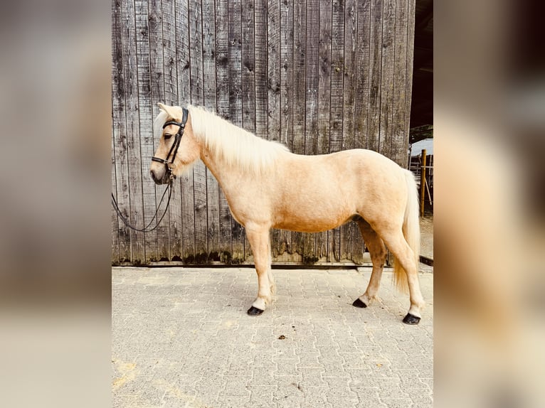 Islandshäst Valack 5 år 139 cm Palomino in Dorsten