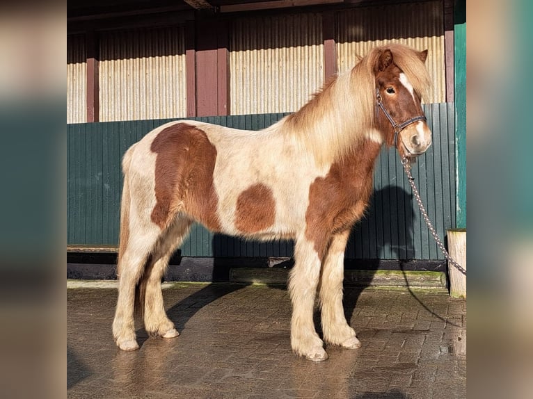 Islandshäst Valack 5 år 144 cm Pinto in Bruchsal