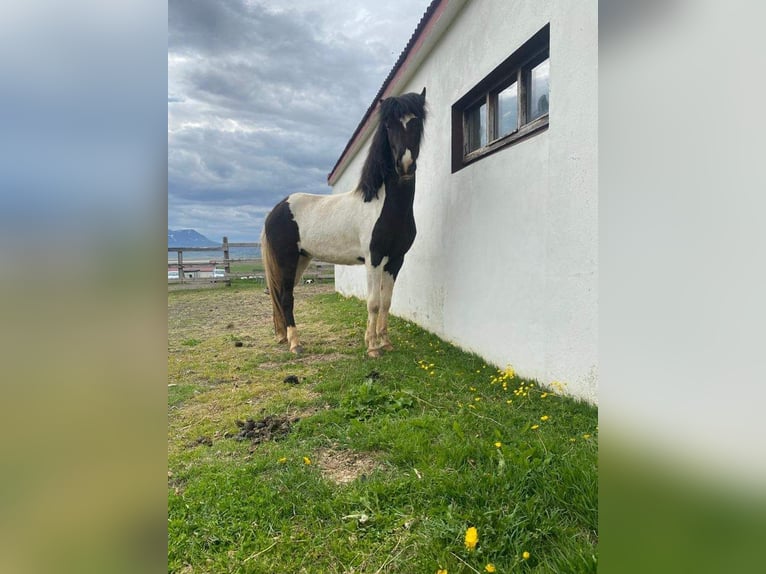 Islandshäst Valack 5 år Pinto in Ettlingen