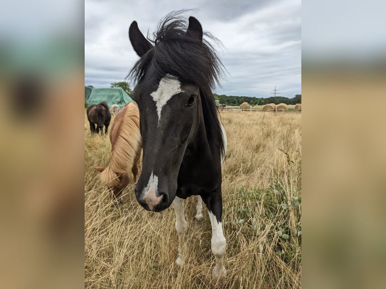 Islandshäst Valack 5 år Pinto in Ettlingen