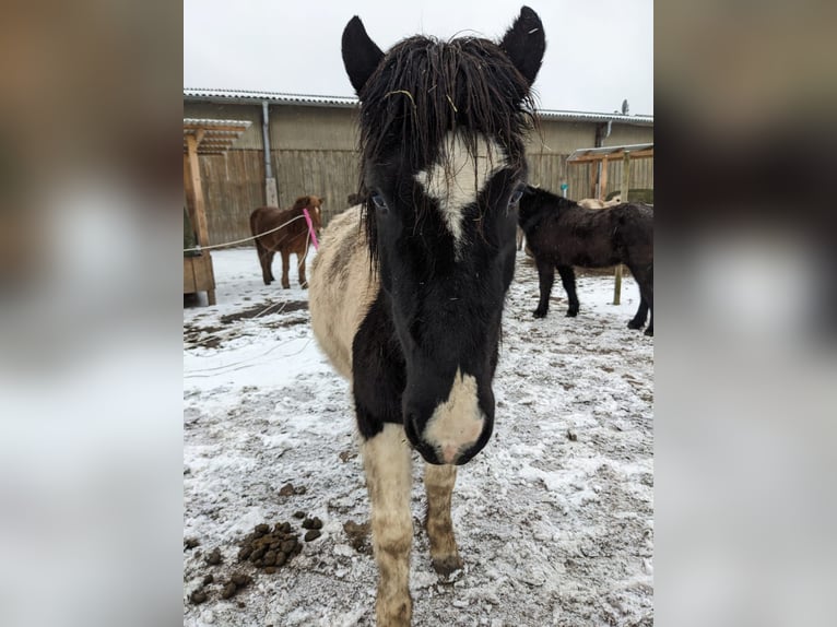 Islandshäst Valack 5 år Pinto in Ettlingen