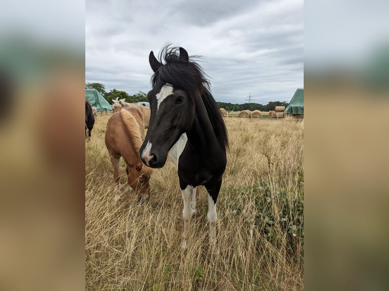 Islandshäst Valack 5 år Pinto in Ettlingen