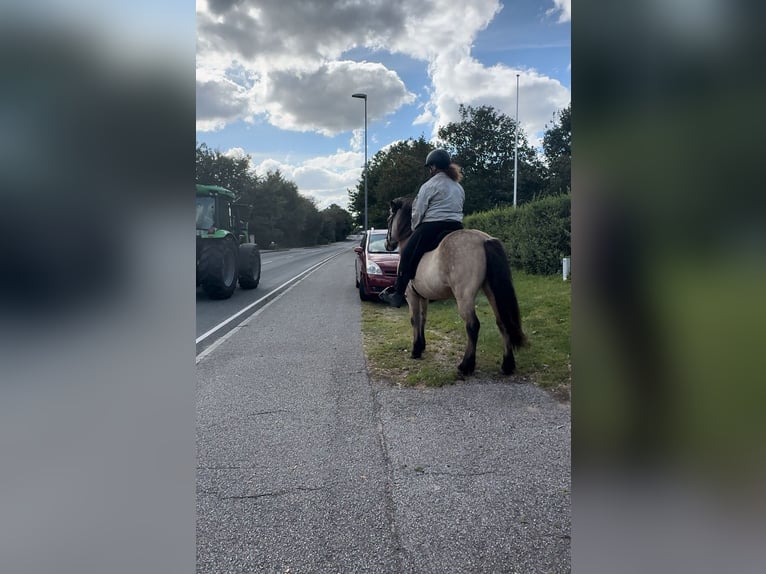 Islandshäst Valack 6 år 138 cm Gulbrun in Agerskov