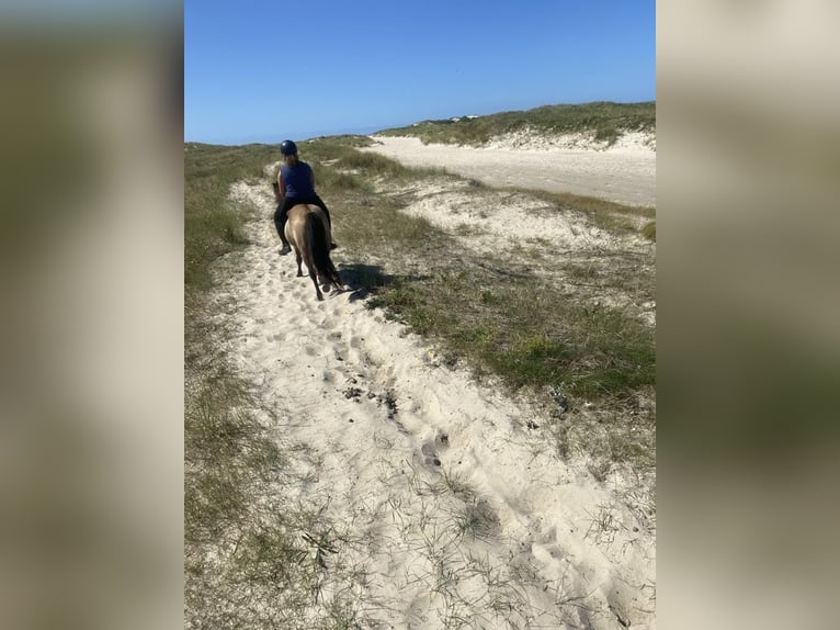 Islandshäst Valack 6 år 138 cm Gulbrun in Agerskov