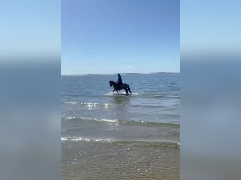 Islandshäst Valack 6 år 138 cm Gulbrun in Agerskov