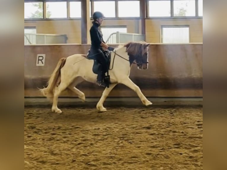 Islandshäst Valack 6 år 140 cm Pinto in Zweibrücken