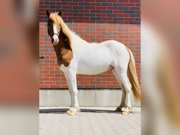 Islandshäst Valack 6 år 140 cm Pinto in Zweibrücken