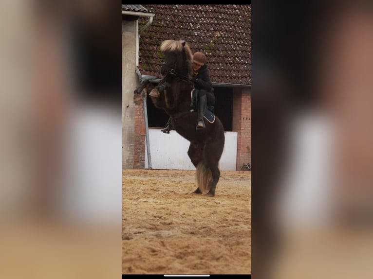 Islandshäst Valack 7 år 135 cm in Pottendorf
