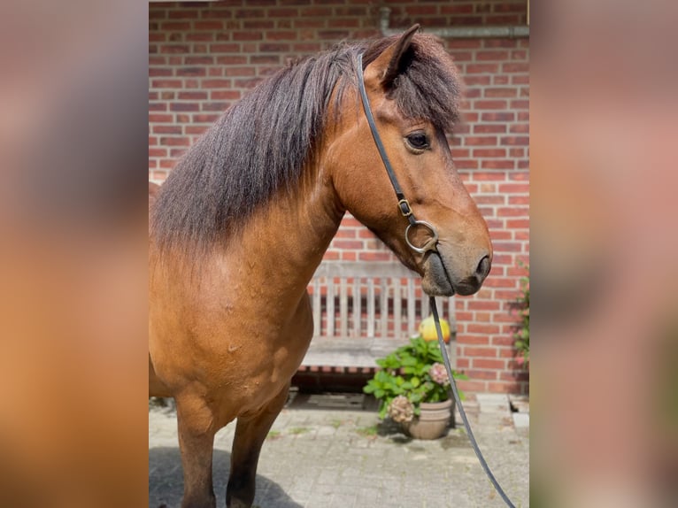 Islandshäst Valack 7 år 139 cm Brun in Stapelfeld