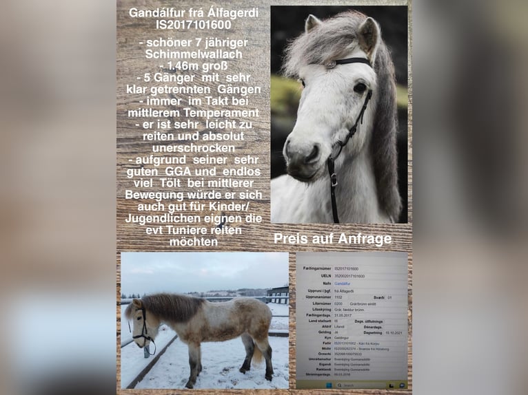 Islandshäst Valack 7 år Grå in Reykjavik