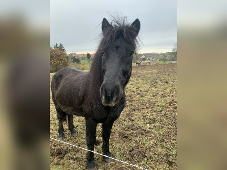 Islandshäst Valack 8 år 135 cm Svart in Oberstenfeld